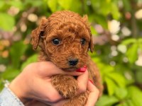 A Kalite Sağlık Irk Garantili Toy Poodle Yavrularım
