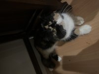 Şecereli Calico Exotic Shorthair Dişi