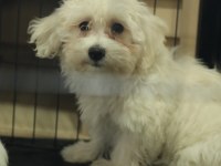 Dünya Tatlısı Minnoş Maltese Terrier