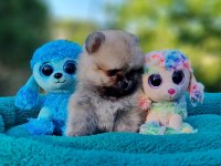 Neşe dolu Şecereli Tedyface Pomeranian Yavrularımız
