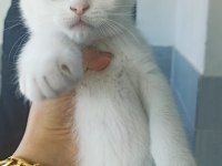 A KALİTE BRİTİSH YAVRULAR