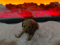 Toy poodle bebek köpekler