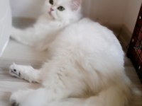 Dişi şecereli british longhair arayanlara