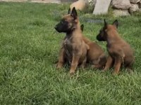 Belçika malinois