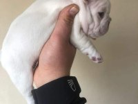 Exotic french bulldog
