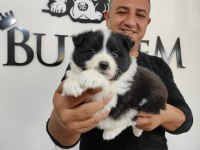 a kalitede border collie yavruları