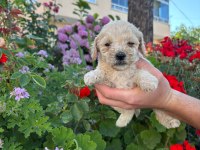 Maltipoo Miniklerimiz