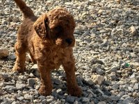 Toy poodle