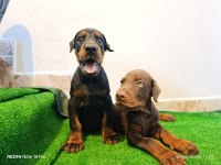 A scr üst düzey doberman