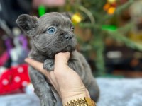 French bulldog köpekler
