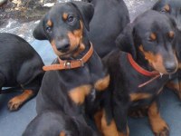Safkan A Kalite Doberman