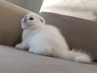 Karbeyaz Ns11 Scottish Fold Yavrusu