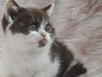 British Shorthair Chocolatte Bicolor Dişi