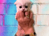 55 Günlük Dünya Tatlısı Silver Scottish Fold Bebekler