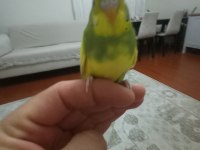 Sarı prenses muhabbet kuşu