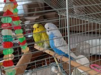 Yellowface dişi sky blue erkek muhabbet kuşu
