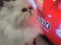 8 aylık gerçek british