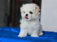 Korean maltipoo puppies (cheap) 2 kg olacak