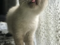 Minik scottish fold kızımızı sahiplendiriyoruz