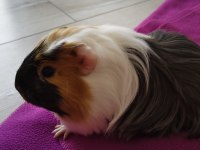 Ekim doğumlu dişi Ginepig