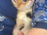 HERKESİN BİR KEDİSİ OLMALI