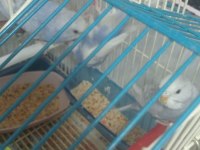 Muhabbet kuşu hepsi bebek 3 haftalık evimde büyüttüm
