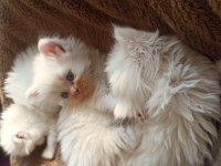 Kırıkkale içi british shorthair