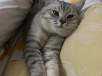 British Shorthair Erkek Acil Yardımcı Olunacaktır