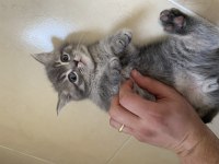 Yavrularımıza yuva arıyoruz british shorthair