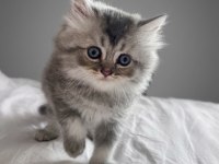 British longhair yavru kedimizi sahiplendirme