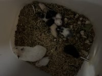Tam sevmelik hamsterlarım yeni yuvalarını gitmeye hazır