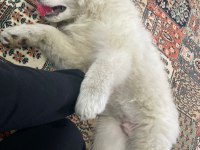 3 aylık samoyed