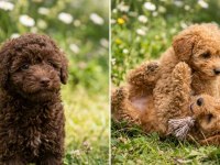 İzmir Tarım Ve Orman Md. Ruhsatlı Özel Irk Köpekler