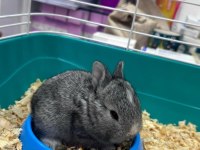 CÜCE TAVŞANIM İÇİN YENİ SAHİP ARIYORUM