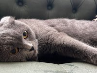 1.5 yaşında dişi scottish fold çiftleşmeye hazır