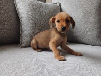 Enerji dolu dachshund yavru