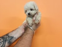 MÜKEMMEL KALİTE MALTESE TERRİER BEBEKLER