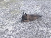 Kalite Malinois Yavruları 1 Dişi Ve 1 Erkek