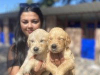 Safkan golden retriever yavrularım