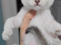 British shorthair kedisi