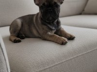 Exotic ve taşıyıcı harika french bulldog bebekler