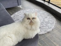 İRAN KEDİSİ KISIR SAHİPLENDİRİLECEKTİR