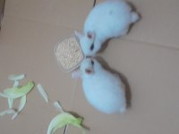 Cüce Tavşanımız