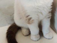 Show kalite erkek ragdoll yavrumuz yeni ailesini arıyor