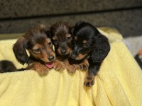 Dachshund Köpeğimiz