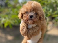 Safkan Teacup Maltipoo yavrularımız