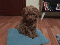 Toy poodle köpeği 3 aylık
