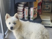 Çok özel husky bebeğim