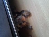 Micro boy yorkshire terrier bebekler