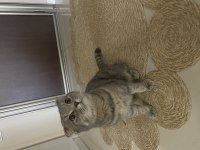 6 aylık sevimli dişi scottish fold